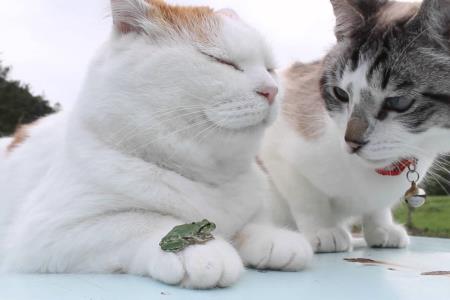 Maček in polž ter maček in žaba